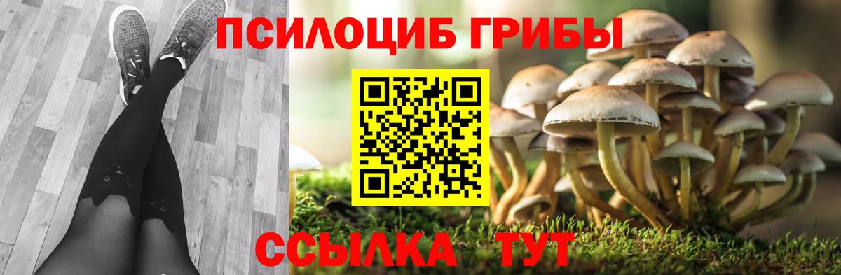 Губкин  Галлюциногенные грибы Psilocybe  Вход с VPN 
